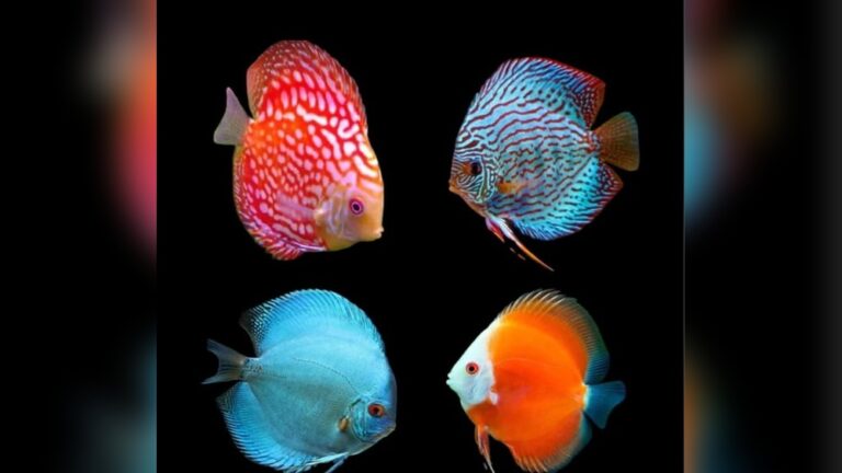 Discus Fish