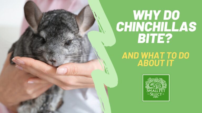 Do Chinchillas Bite: Essential Facts Every Owner Must Know