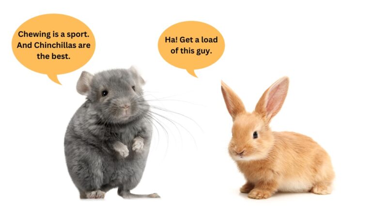 Do Chinchillas Chew Everything? Essential Care Tips Revealed