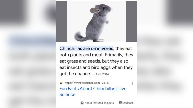Do Chinchillas Eat Their Babies? Shocking Truth Revealed!