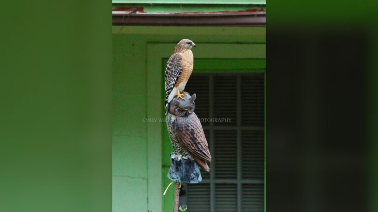 Do Fake Owls Keep Hawks Away