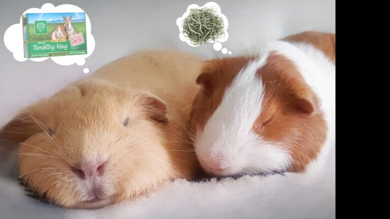 Do Guinea Pigs Hibernate: Surprising Facts You Must Know