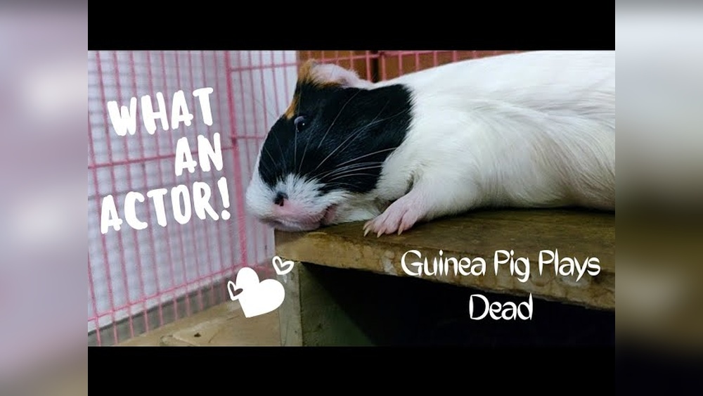 Do Guinea Pigs Play Dead: Surprising Truths Revealed!