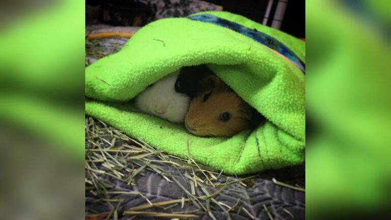 Do Guinea Pigs Sleep Together: Surprising Facts You Need to Know