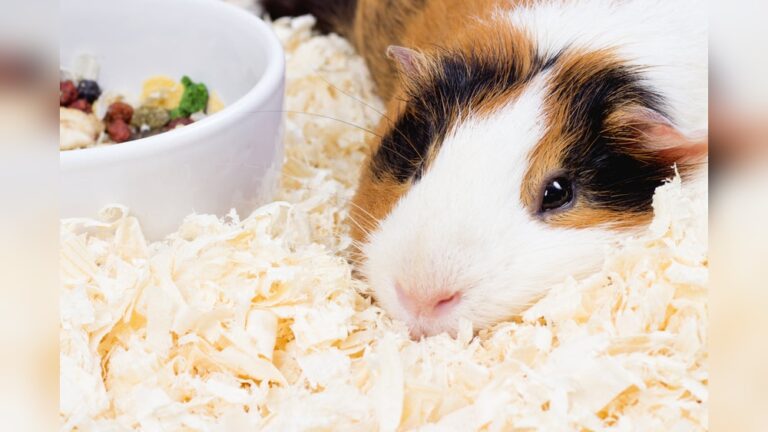Do Guinea Pigs Sleep With Eyes Open? Surprising Truth Revealed
