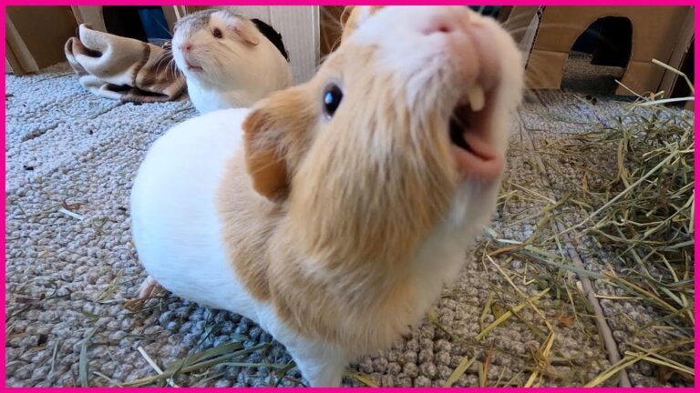 Do Guinea Pigs Squeak When Happy: Surprising Sounds Explained