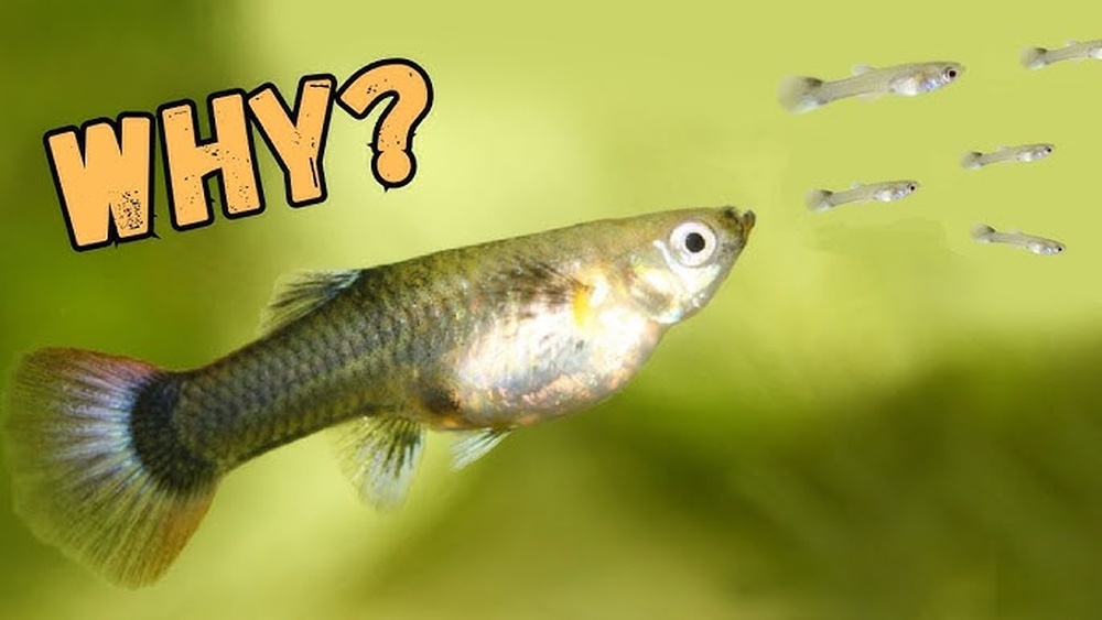 Do Guppies Eat Their Young