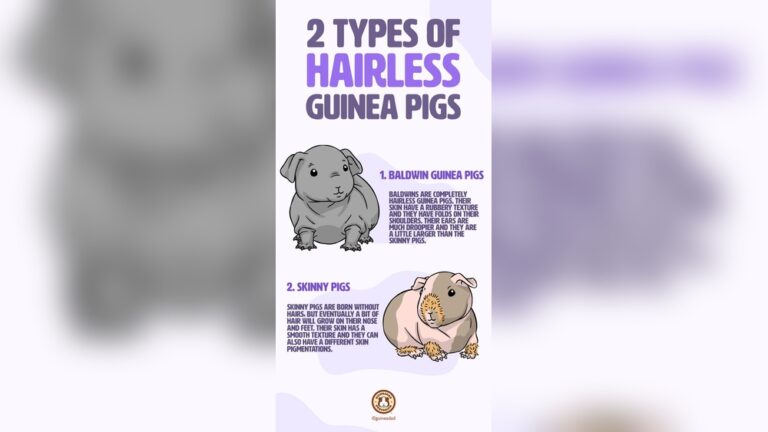 Do Hairless Guinea Pigs Need Special Care: Essential Tips Revealed