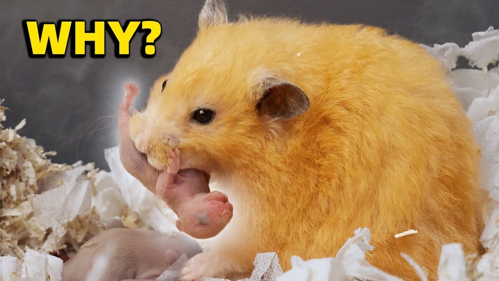Do Hamsters Eat Their Babies? Shocking Truth Revealed!