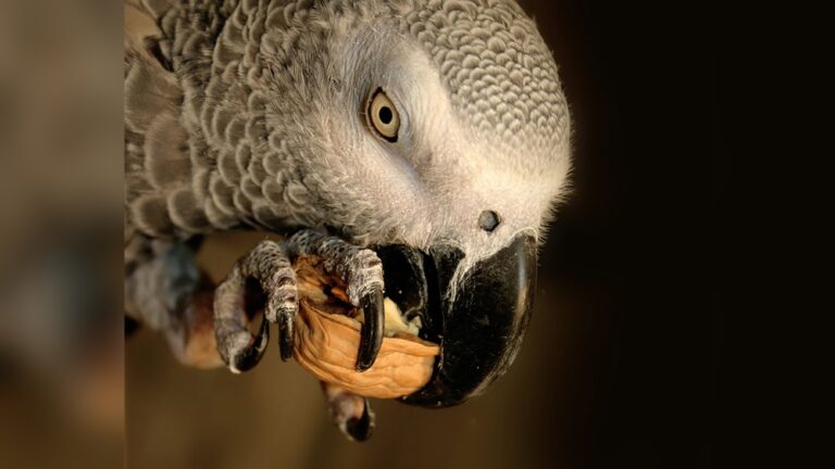 Do Parrots Eat Brazilian Nut Trees