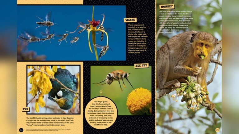 Do Parrots Eat Orchid Nectar