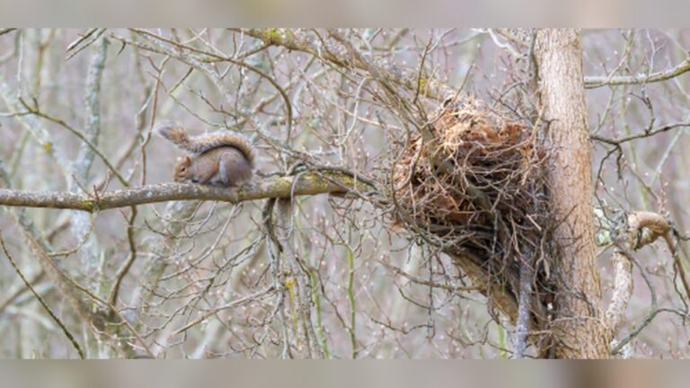 Do Squirrels Build Nest: Surprising Facts You Need to Know