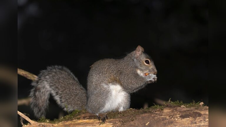 Do Squirrels Come Out At Night: Surprising Nocturnal Facts Revealed