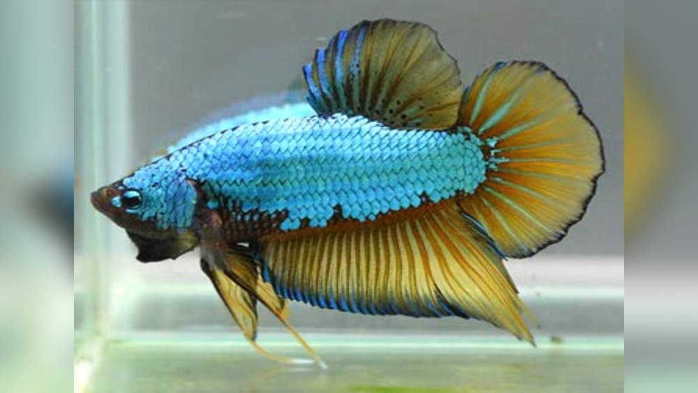 Dragon Scale Betta