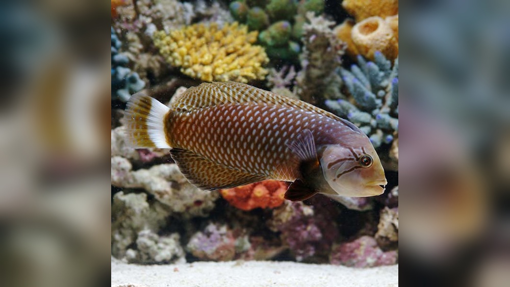 Dragon Wrasse