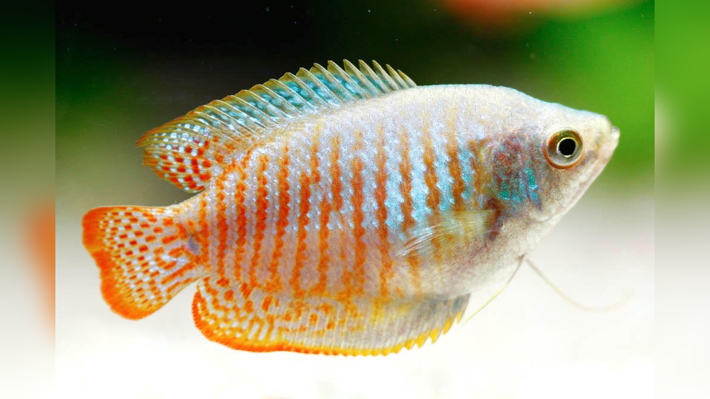 Dwarf Gourami 2