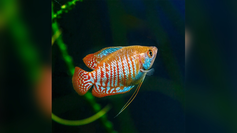 Dwarf Gourami