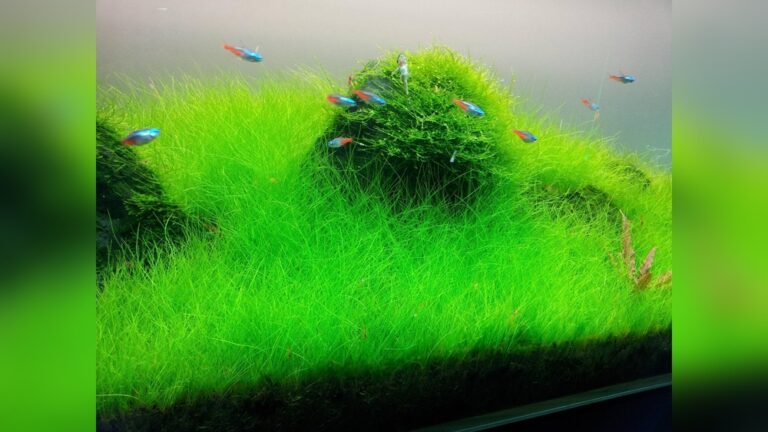 Dwarf Hairgrass