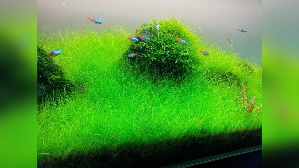 Dwarf Hairgrass