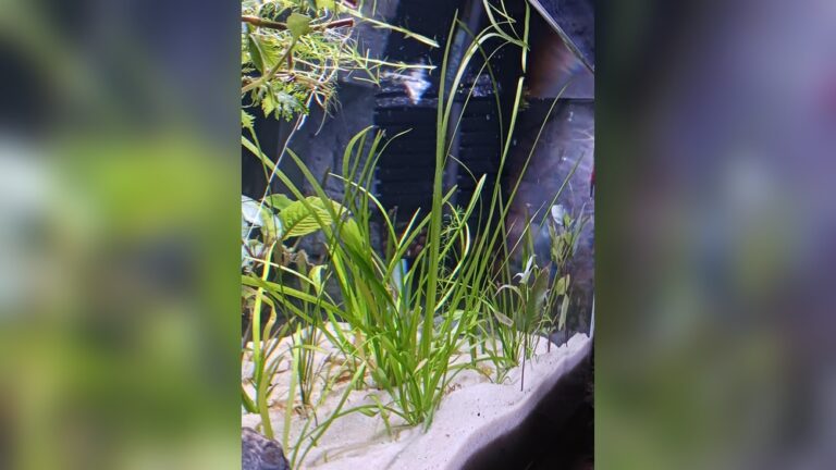 Dwarf Sagittaria
