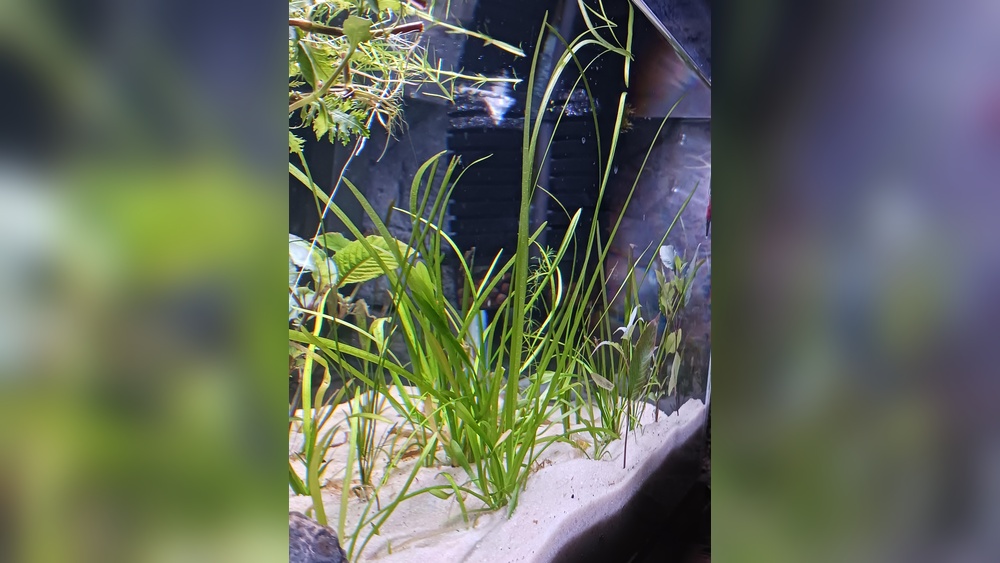 Dwarf Sagittaria