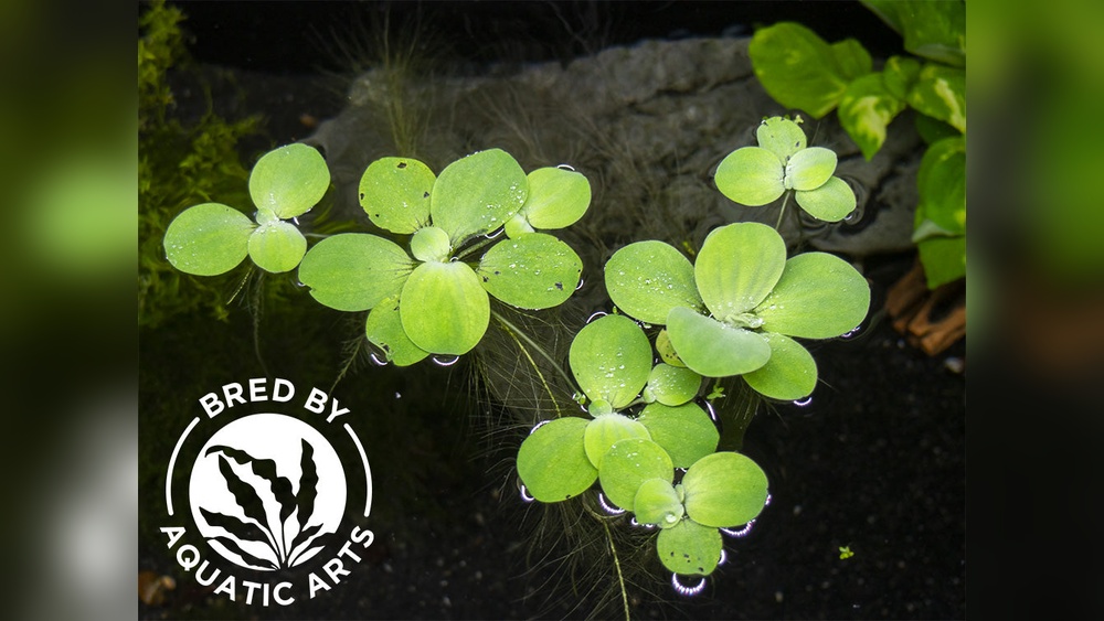 Dwarf Water Lettuce