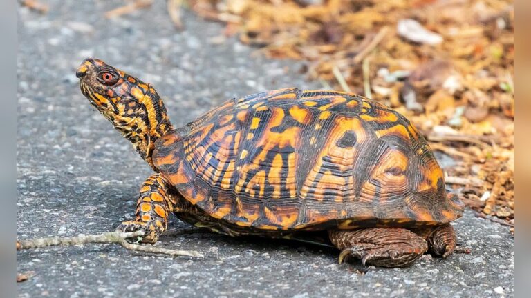Eastern Box Turtle