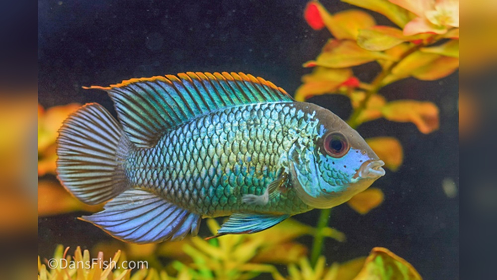 Electric Blue Acara