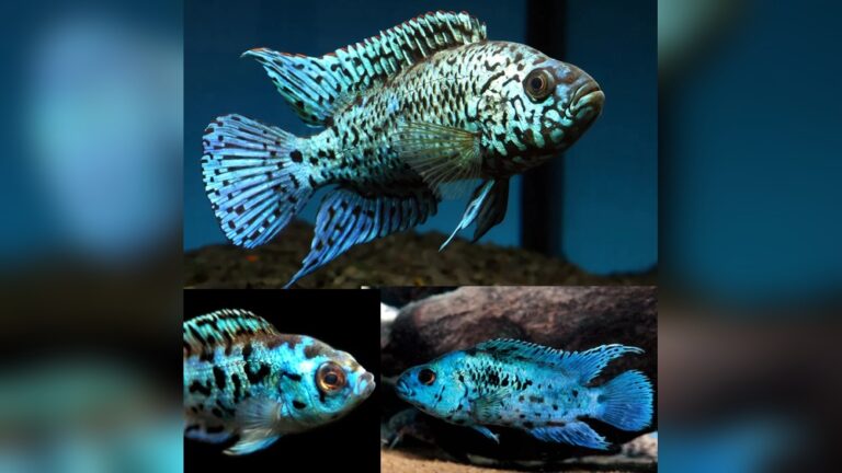 Electric Blue Jack Dempsey