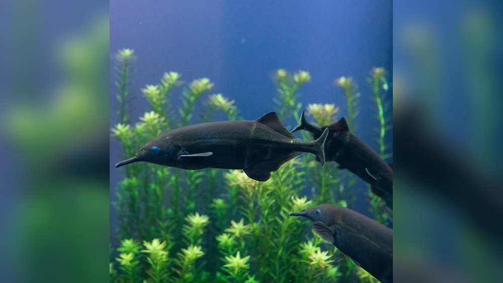 Elephant Nose Fish