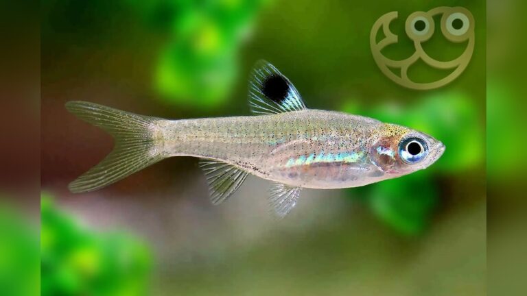Emerald Eye Rasbora