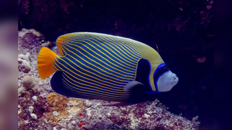 Emperor Angelfish
