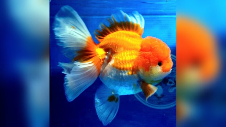 Fancy Goldfish