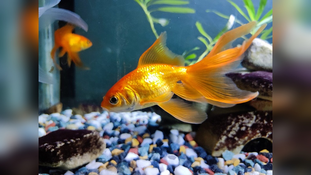 Fantail Goldfish
