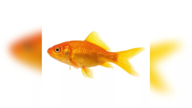 Feeder Goldfish