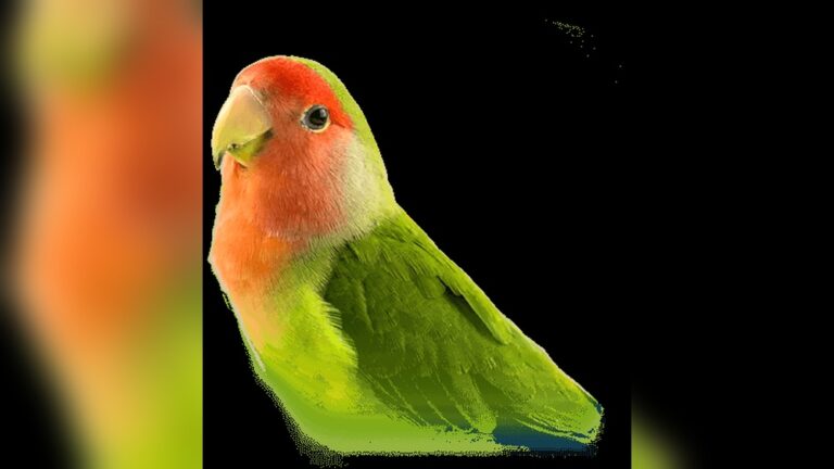 Feeding Lovebirds Cherries