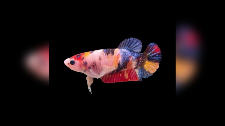Female Betta Fish