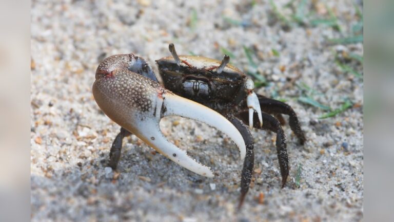 Fiddler Crab