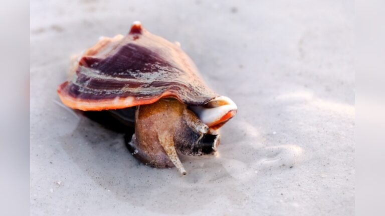Fighting Conch: Ultimate Guide to Identification & Conservation