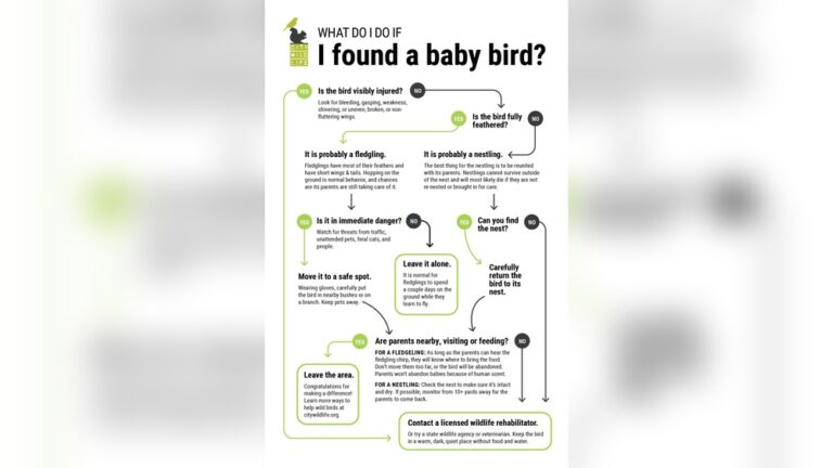 Find City Bird Nests