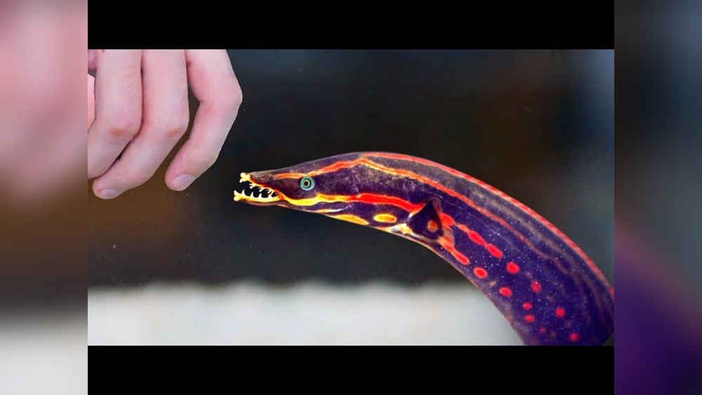 Fire Eel