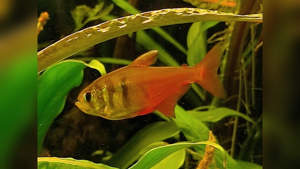 Flame Tetra