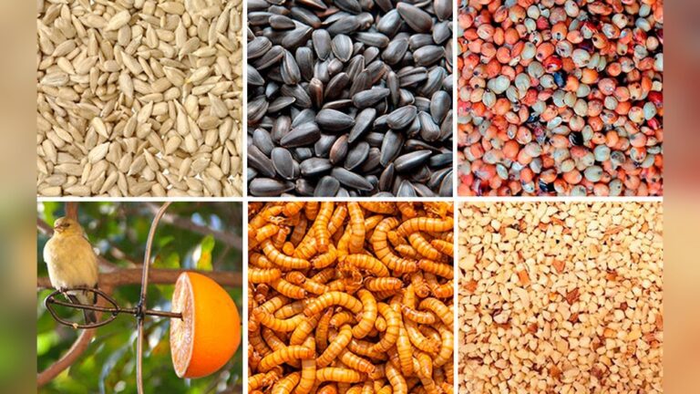 Food Guide For Backyard Birding