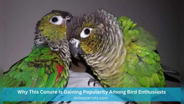 Foot Hygiene Tips For Birding Enthusiasts