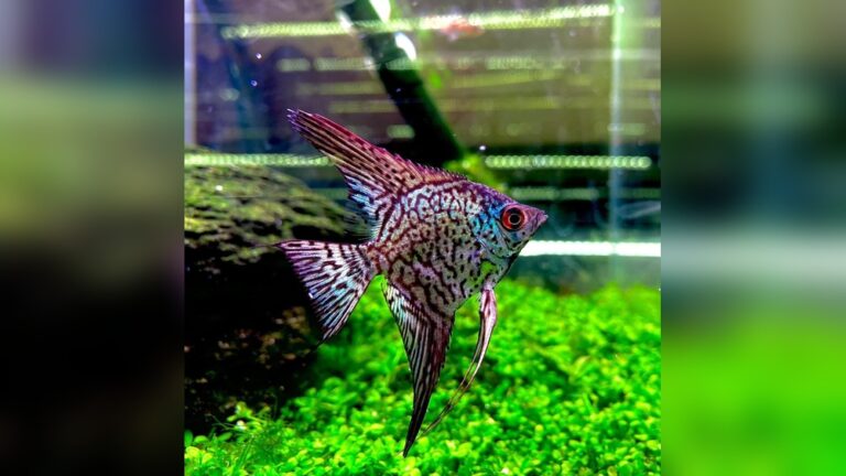 Freshwater Angelfish