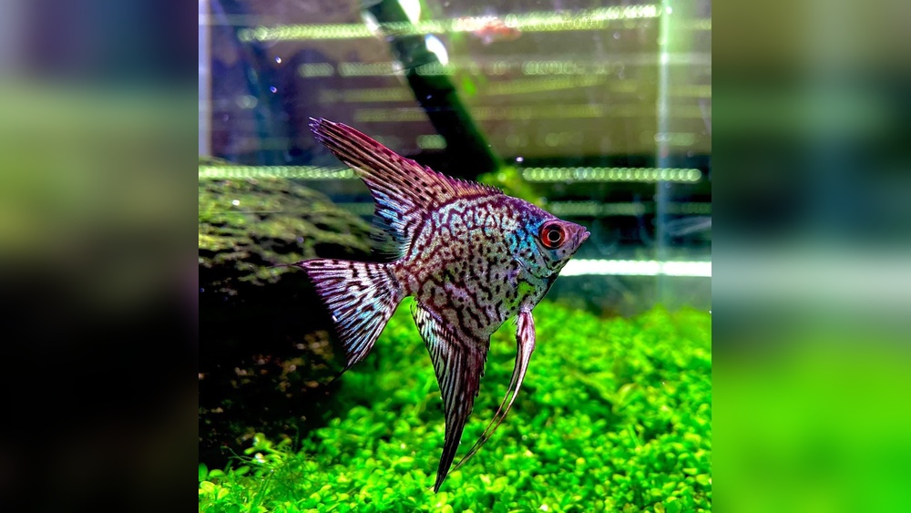 Freshwater Angelfish