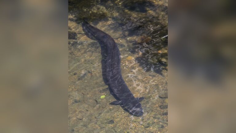 Freshwater Eel