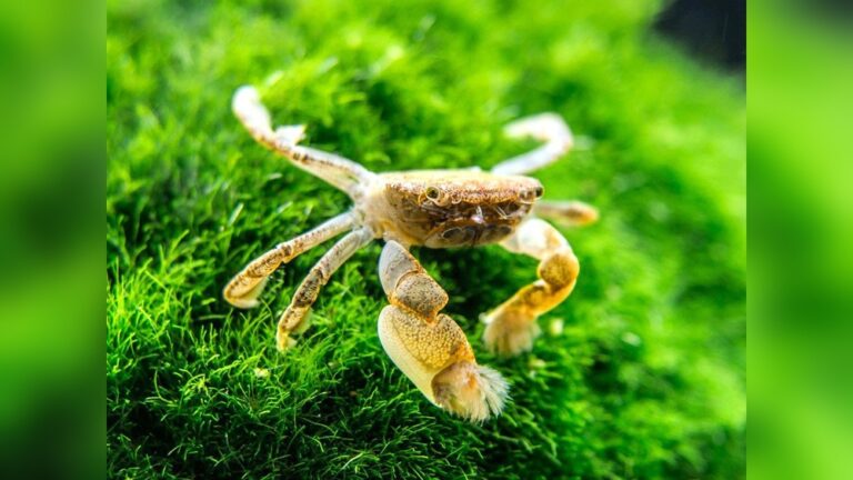 Freshwater Pom Pom Crab