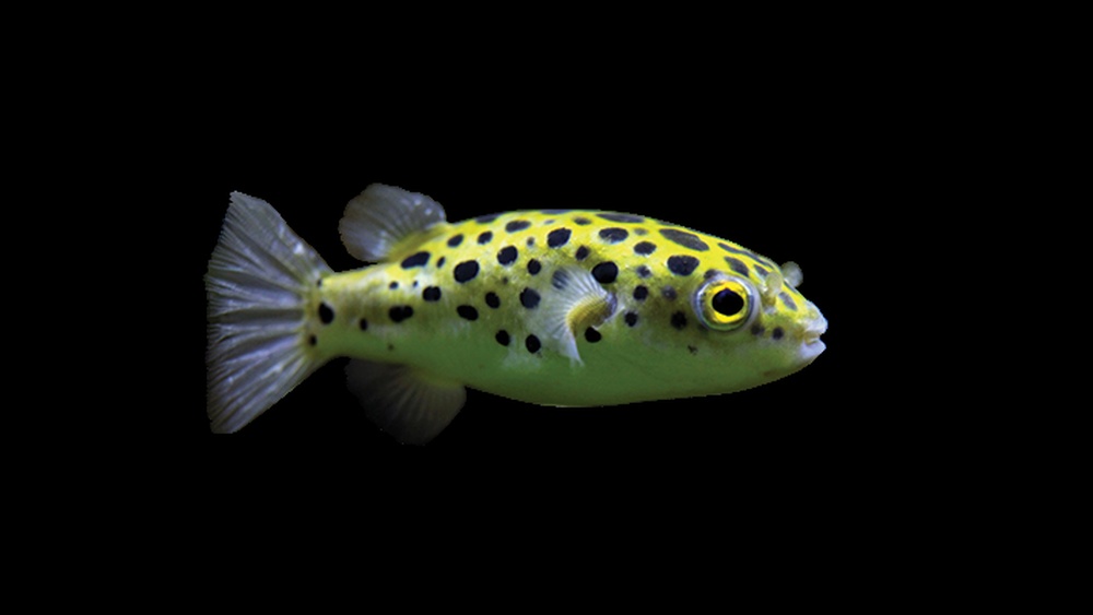Freshwater Puffer Fish