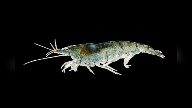 Freshwater Shrimp